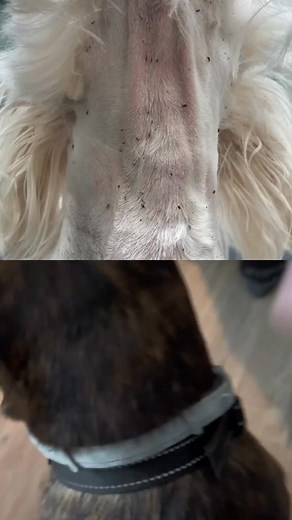 Is your pup constantly scratching, biting, or shaking their head? Pesky ticks and fleas can make life miserable for dogs — and stressful for their humans. Our Flea & Tick Spray is formulated to provide fast, effective protection, helping your furry friend stay itch-free and comfortable. ✅ Powerful, Fast-Acting Flea & Tick Protection ✅ Vet-Trusted Formula ✅ Easy Spray-On Application with a Fresh, Clean Scent Give your best friend the protection they need — because a pest-free pup is a happy pup. 
