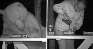 Bee keeper couldn't get bears to stop eating his honey, hires them as taste testers instead