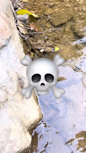 👸🐍 are the best 🐍 | Tim in the Wild