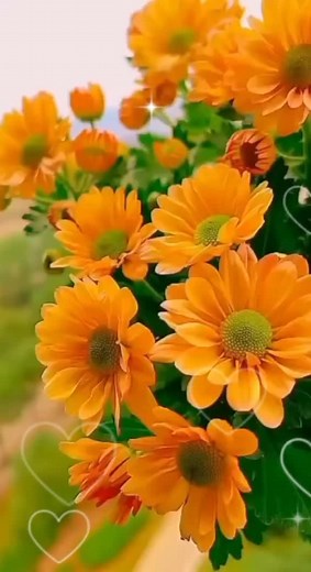 Vibrant Orange Flowers in Nature's Beauty