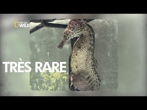 Seahorse giving birth