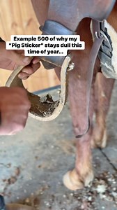 27K views · 139 reactions | Just Dulling Up my “Pig Sticker” again… #CoastalCowboyRanchRodeo #cattleranch #pigsticker #pocketknife #farm #ranch #rodeo | Country Western Hunts | Facebook