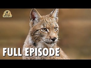 Wild America | S9 E4 'North Woods Lynx' | Full Episode | FANGS