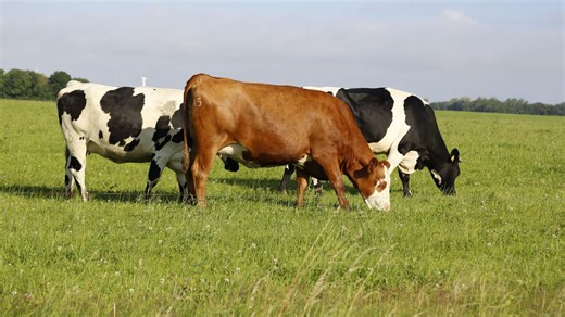 6 Sapi dengan Ciri Paling Unik di Dunia, Ada yang Mirip Binaragawan