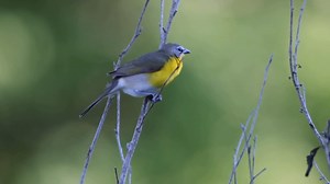 37K views · 3.2K reactions | Yellow-breasted chat singing (Icteria virens) It breeds from the southern plains of Canada to central Mexico, and mainly migrates to Mexico and Central America. | BIRDS & Nature | Facebook