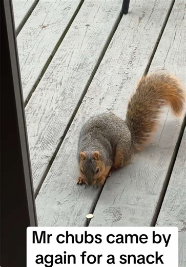 #animals #are #awsome