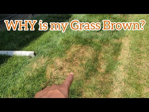 How to treat BROWN PATCH FUNGUS