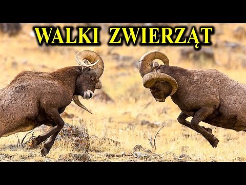 Rywalizacja i Walki Zwierząt - Ciągła Wojna w Naturze