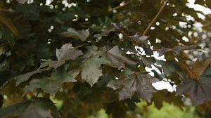 Our next tree of the week features the Crimson King Norway Maple! The most notable feature of the Crimson King Maple is its stunning deep purple foliage, which stands out in landscapes and gardens. The color remains vibrant throughout the growing season, adding a dramatic element to any setting. - - - - - #foxtreefarm #maple #mapletree #shadetree #crimsonking #landscaping #portlandmichigan #lansingmichigan | Fox Tree Farm