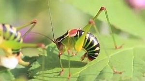 8.3K views · 122 reactions | ¡Aprende un poco sobre cómo se reproducen los insectos en este interesante vídeo! | En la naturaleza | Facebook
