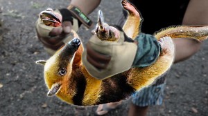 This is Panama's wild coast during a hurricane