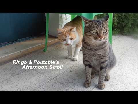 Ringo & Poutchie's Daily Terrace Routine (2019)