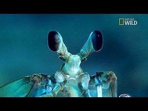 Wonders of the Deep Blue Sea