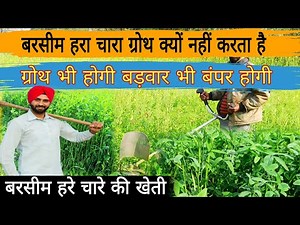 यह गलती ना करें बरसीम चारा ग्रोथ बढ़वार करेगा जल्द तैयार होगा berseem ki kheti berseem farming gyan