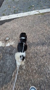 Una passeggiata cor cane, senza suore. #ercane #dogsofinstagram #trastevere | Er cane