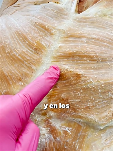 Descubre el Pectoralis Mayor: Anatomía y Especificaciones