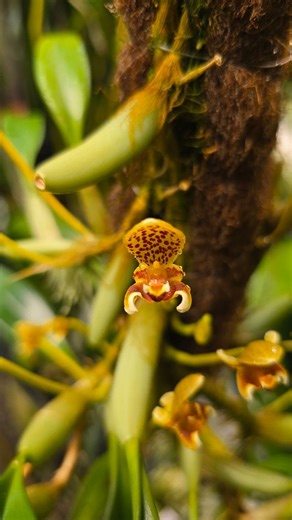 UC Davis Botanical Conservatory on Instagram: "Bulbophyllum pteroglossum. This orchid species is native to east Himalaya to China. It is the first time this species has flowered in our collection."