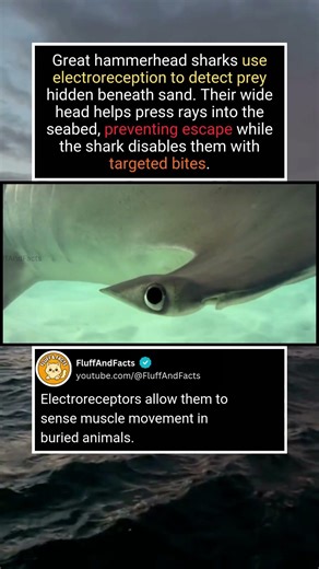 Great Hammerhead Hunting Behaviour