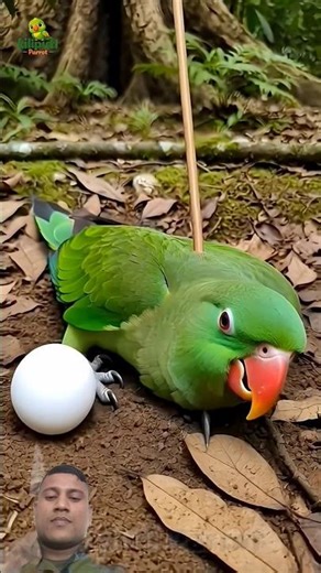 The parrot leaves a dream before it goes #cartoon #comedy #funny