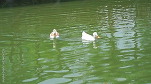 Couple white heavy duck also known as America Pekin swimming in the morning in a green water pond Domestic Ducks In Countryside Land.