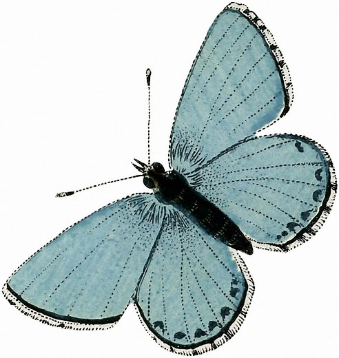 12 Blue Butterfly Images!