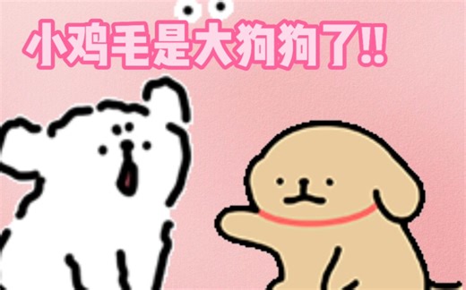 小鸡毛是小白永远的小狗狗