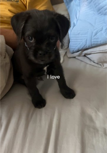 Discover the Cutest Pugapoo Moments