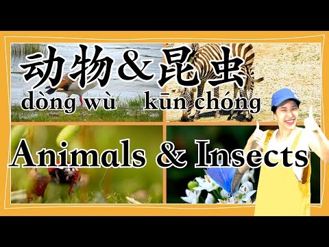 学中文 | Learn about Animals and Insects in Chinese | 动物 | 昆虫