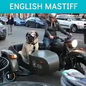 33K views · 649 reactions | What's your favorite dog breed? | The Pet Collective | Facebook