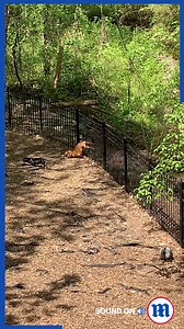 This proves dogs can get through anything! | Daily Mail Video