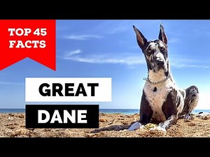 99% of Great Dane Owners Don't Know This