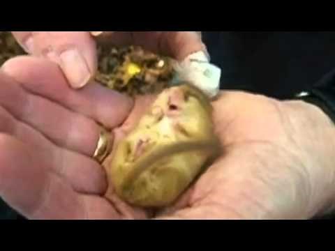 Sleepy dormouse snores for the cameras