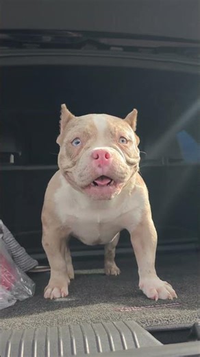 Miss Nini, a breed known as a micro bully dog.