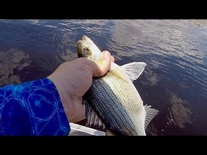 Wolf River White Bass Fishing! (Spring River Fishing!)