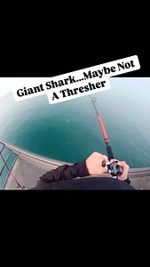Thresher Shark...You never know what is going to hit your line when out on the pier. @bradyyyzaz was fishing on Huntington Beach Pier when he hooked into a giant. This was not a huge shark rig but just a pyramid weight with some leader. Seeing it jump the first impression was a big thresher shark till it finally came to the surface to reveal a Great White! That first head shake was all it needed to throw the hook but it was still hungry and actively searching for the dinner it just lost! With Gr