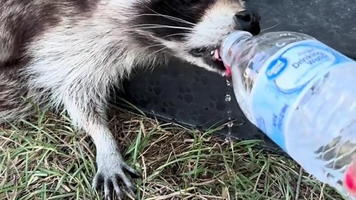 8.7K views · 37 reactions | Wow, these are the everyday heroes we need! Amazing! | Rumble | Facebook