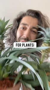 2M views · 20K reactions | How make use of coffee grounds after making coffee!  So many of us love drinking coffee, but don’t know that our little green friends also enjoy it!  Try making this homemade fertilizer next time you brew a pot! ☕️ . . . . #coffee #lifehacks #diy #howto #kitchenhacks #recycle #upcycle #creativeexplained #natural #plantbased #homemade #savemoney #wow #gardening #plants | creative explained | Facebook