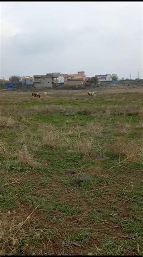 18K views · 850 reactions | Gundê Avdıka || Kırca Köyü İdil | DENGÊ HEZEX | Facebook