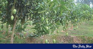 Rajshahi Paddy Farmers: Turning to mango for more profit