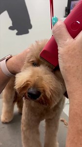 114 reactions | Watch #ANDISGROOMING Educator @tammysiert put the ...