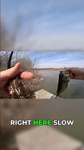 Bass LOVE Crawl Baits: Bottom Fishing Tips