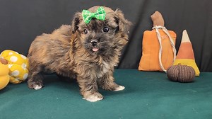 Havapoo puppy for sale