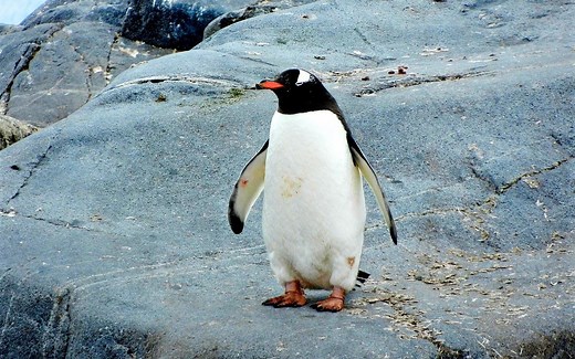 linux单用户模式破解root密码 centos7 centos8