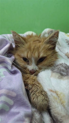 Skye late night hospital visit