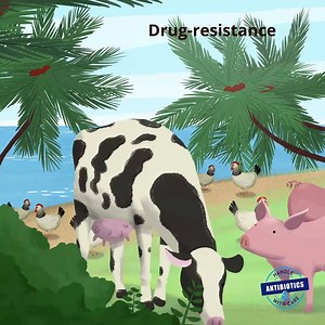 Drug resistance is circulating among humans, animals and environment. source: WHO | World Health Organization Myanmar