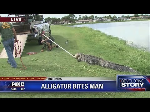 Alligator attacks diver on Florida golf course