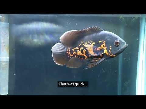 What to feed Oscar fish - Detailed Guide