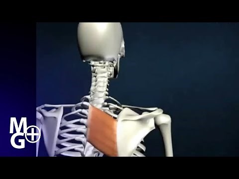 Rhomboid Major Muscle (Origin, insertion, relations, innervation, and ACTION - 3D Animation, ANAT...
