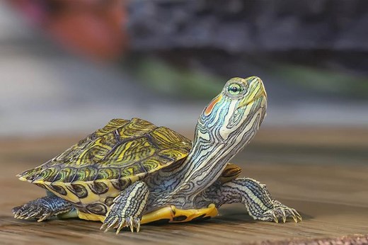 7 Signs Your Turtle Is Dying & When They're Just Hibernating | LoveToKnow Pets