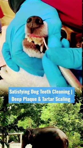 Satisfying Dog Teeth Cleaning | Deep Plaque & Tartar Scaling